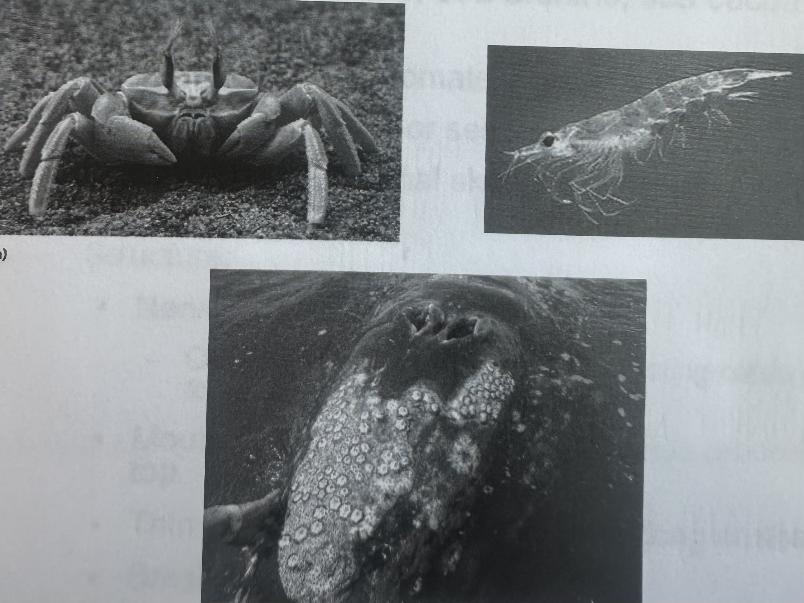 <ul><li><p><strong>Large</strong> crustaceans</p></li><li><p><strong>Cuticle</strong> on <strong>dorsal side</strong> is hardened by calcium carbonate</p></li><li><p>Some are planktonic (zooplankton)</p></li><li><p><strong>Barnacles</strong> = sessile</p></li></ul><p></p>