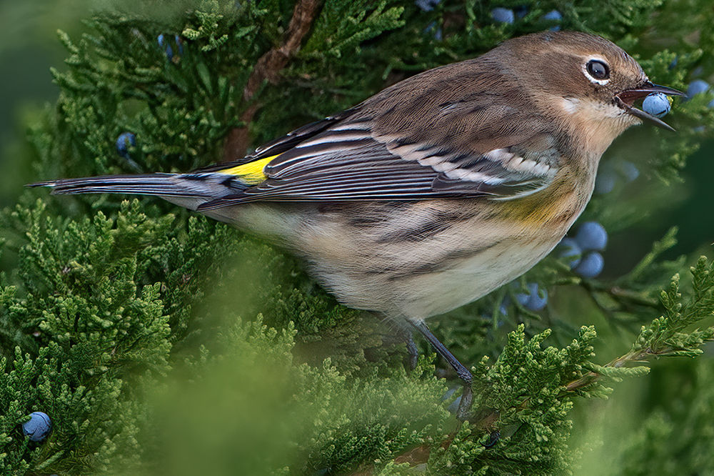 <p>Common name<br>Family</p>