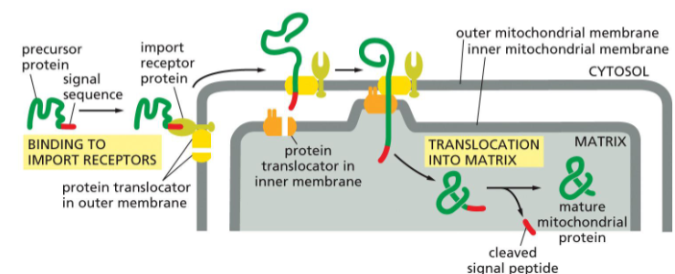 <p>a receptor in the outer mitochondrial membrane</p>