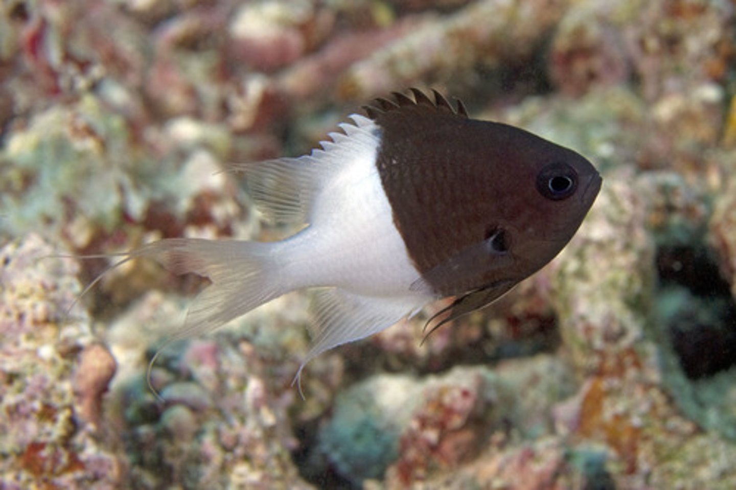 <p>Chromis iomelas</p>