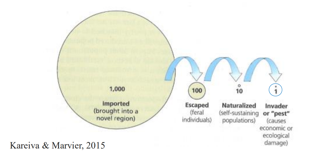 <p>Roughly 10% of imported species escape control or cultivation, 10% of escaped species establish selfsustaining populations, and 10% of established species become problematic or damaging</p>