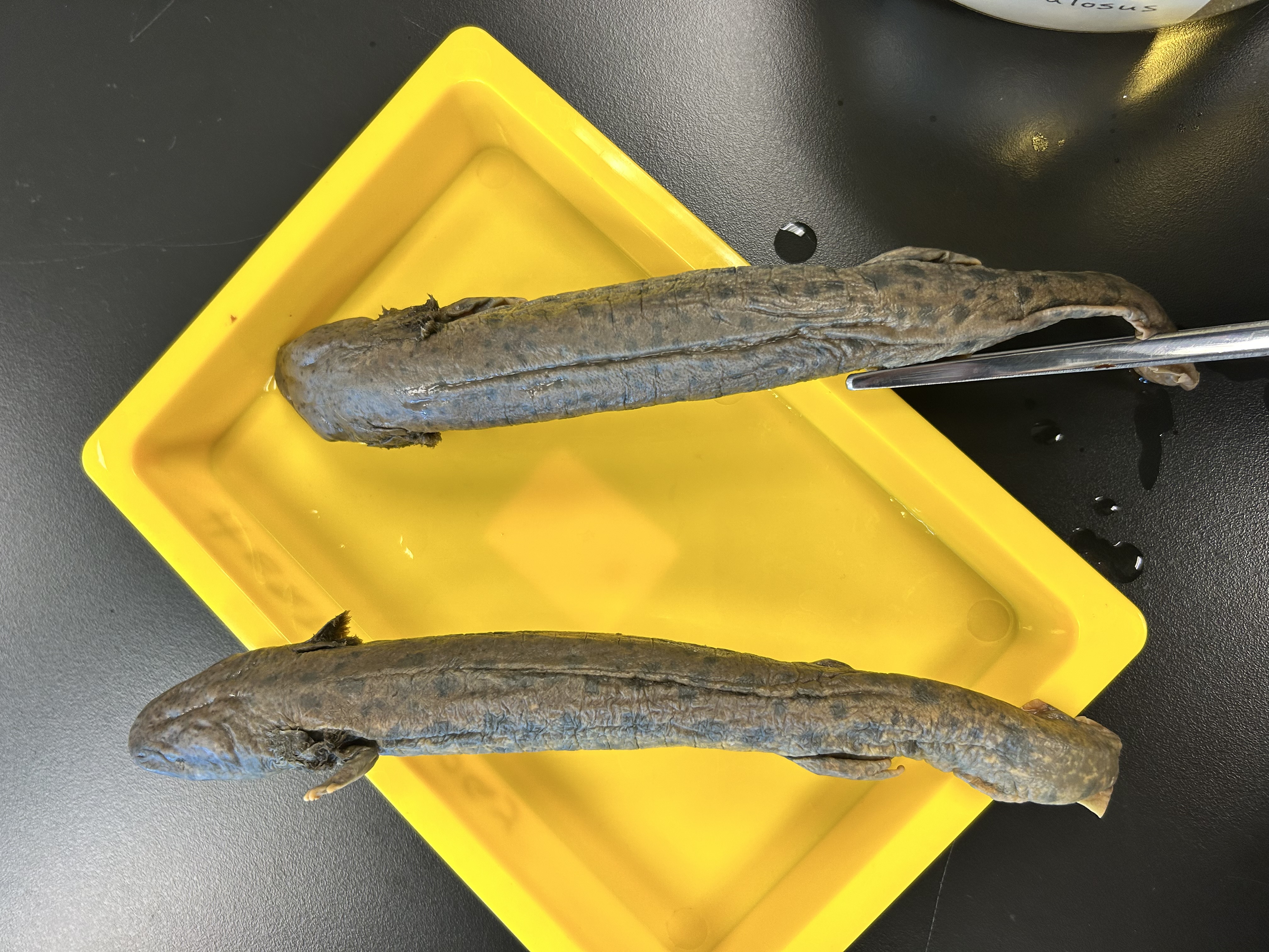 <p>-SPECIAL CONCERN</p><p>-larger more organized spots</p><p>-smaller towards head</p><p>-western</p><p>-Proteidae</p>