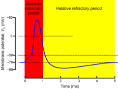 <p>The first period following (very short time period) the generation of an AP in which it is NOT possible to generate a new AP</p><p>-time is required to allow the membrane potential to hyper-polarize</p>