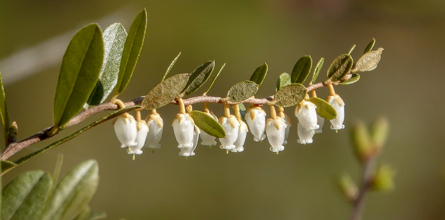 <p>Leatherleaf (Wabackikibug)</p>