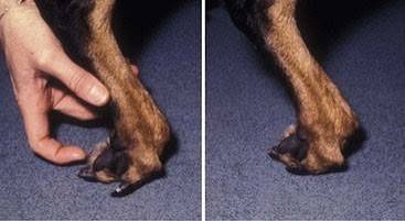 <p>Conscious Proprioception (CP)</p>