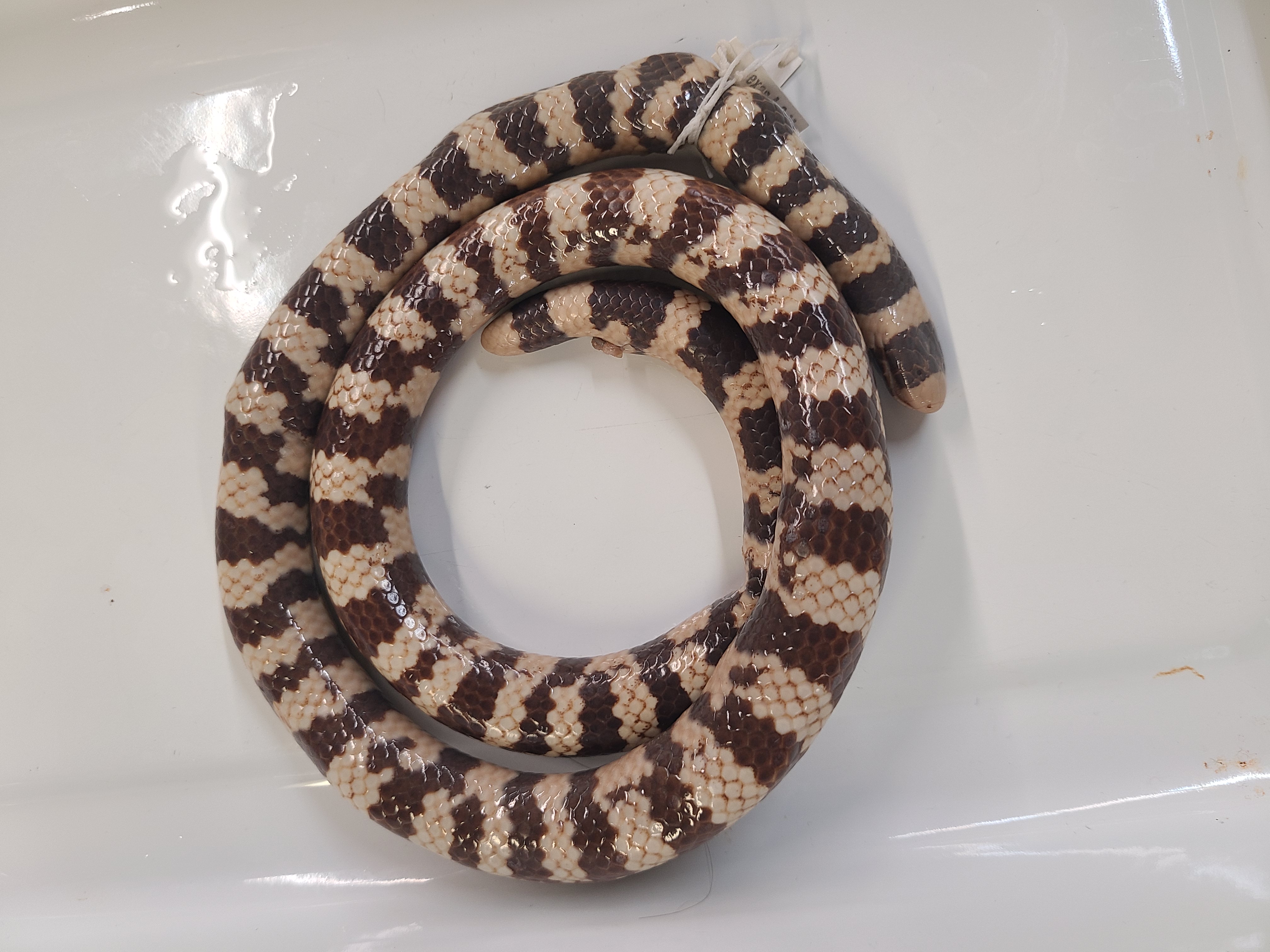 <p>Clade and Family of Anilius scytale</p>