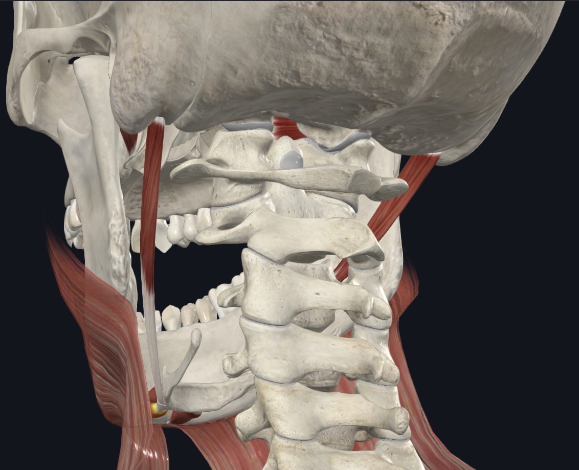 <p>Depresses mandible against resistance; elevates and steadies hyoid during swallowing &amp; speaking </p>