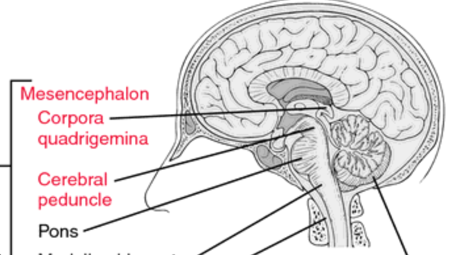 <ul><li><p>cerebral penduncles</p></li><li><p>corpora quadrigemina </p></li></ul><p></p>