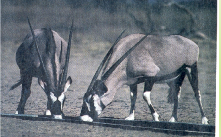 <p>Group of individuals from a single species at a particular space and time</p>