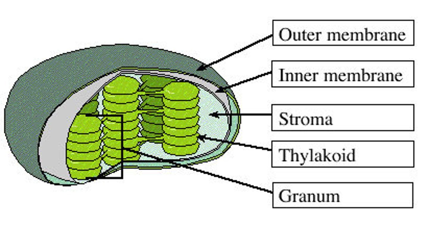 <p>A stack of thylakoids within the chloroplast, where light reactions occur.</p>