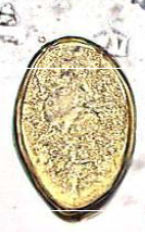 <p>What egg is this?</p>