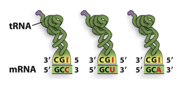 <p>Inosine</p>