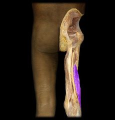 <p>head of fibula</p>