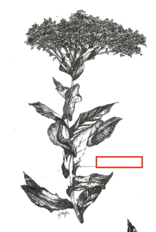 <ul><li><p>structural attachment type</p></li></ul><p></p>