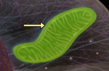 <p>Gen cell</p>