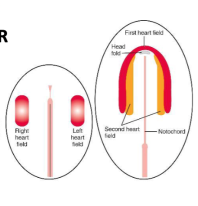 <p>Formation of the 2 Heart Fields</p>