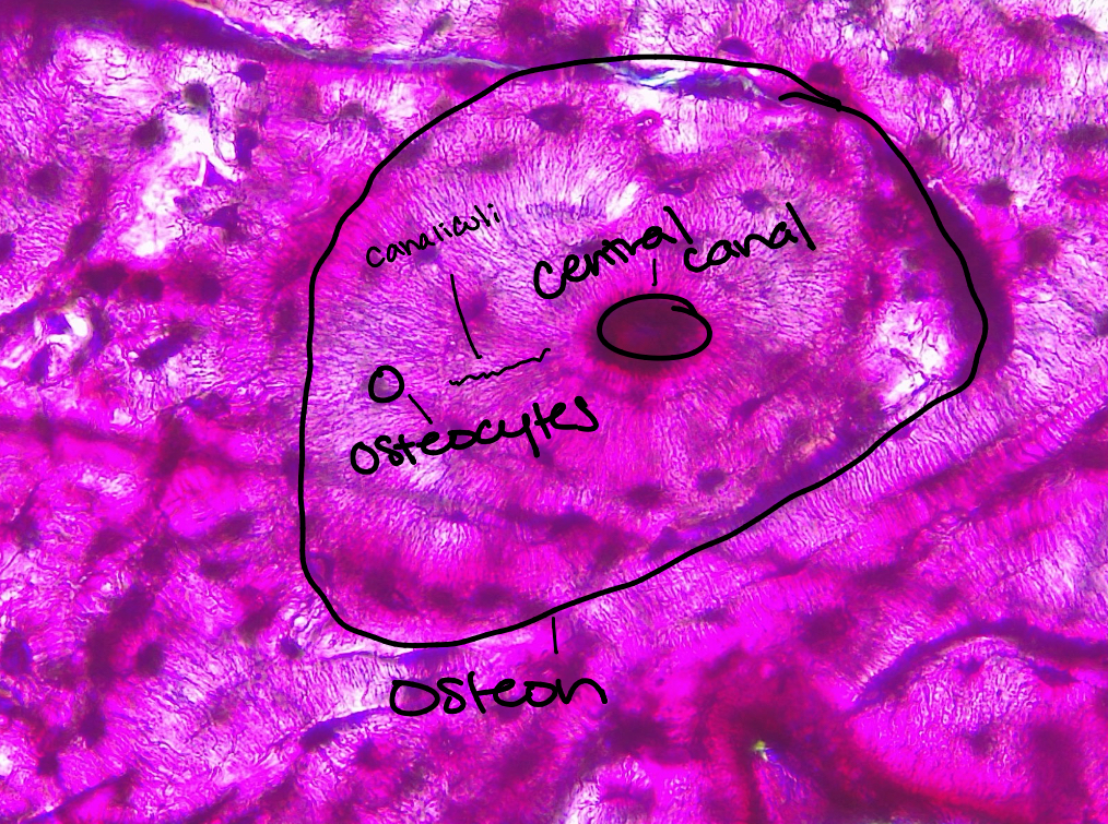 <p>Compact bone. Calcium phosphate creates a hard matrix containing many collagen fibers. Very well vascularized. Collagen gives tensile strength to resist bone snaps, and calcium phosphate provides compression strength. Central canal contains blood vessels and nerves, and transports nutrients to osteocytes via canaliculi.</p>