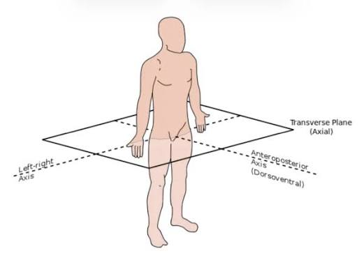 <p>flat slice that goes across the body or an organ</p>