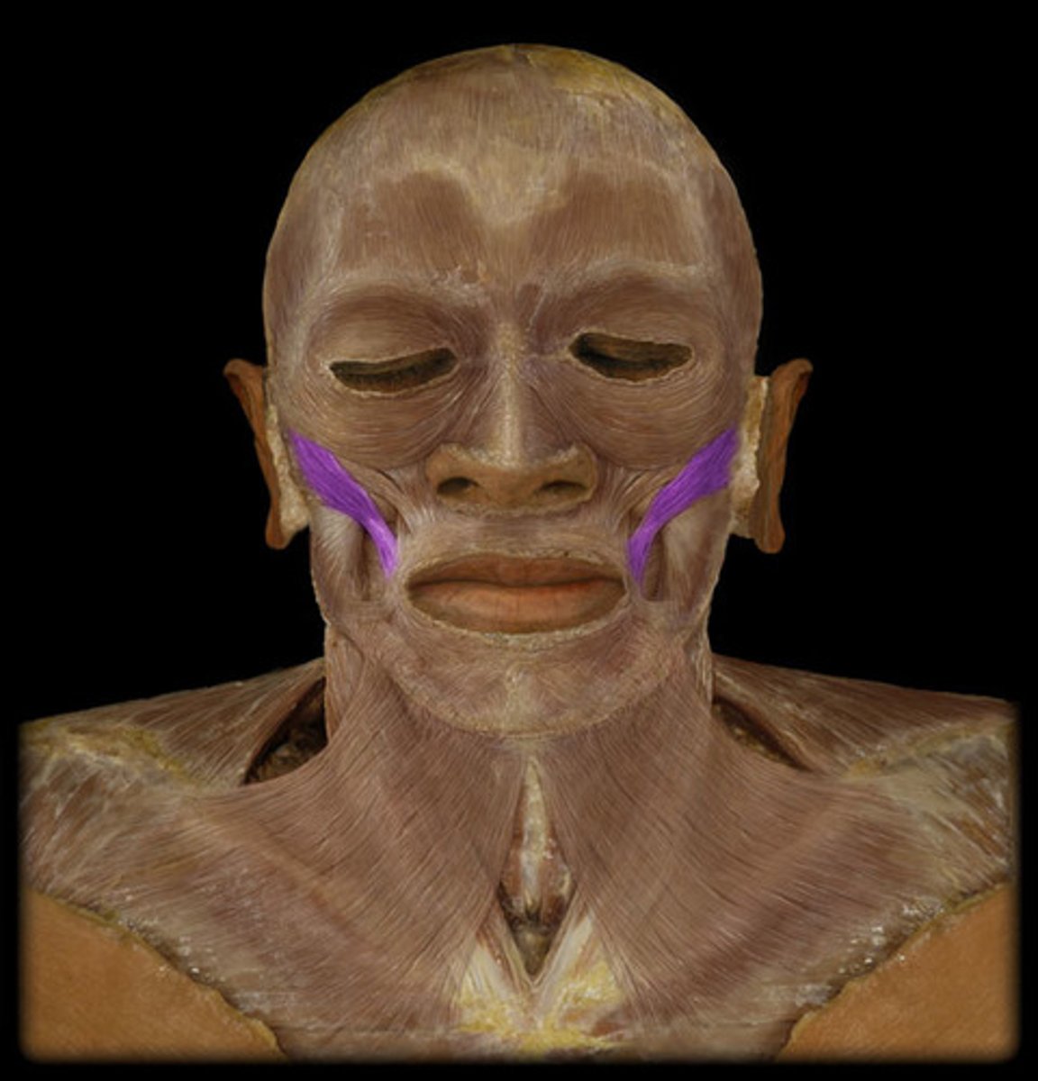 <p>Region:</p><p>Face</p><p>Action: </p><p>Elevates mouth (smile) </p><p>Innervation: </p><p>CN VII</p>