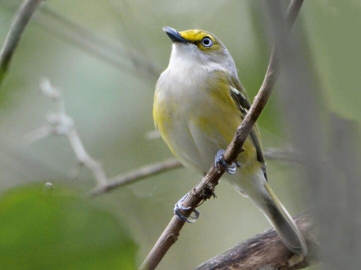 <p>White-eyed Vireo</p>