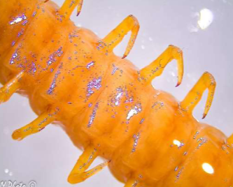 <ul data-type="taskList"><li data-checked="false" data-type="taskItem"><label><input type="checkbox"><span></span></label><div><p></p></div></li></ul><p>Subphylum and name? </p>