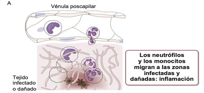 <p> requiere la adhesión de los leucocitos al recubrimiento endotelial de las venas poscapilares</p>