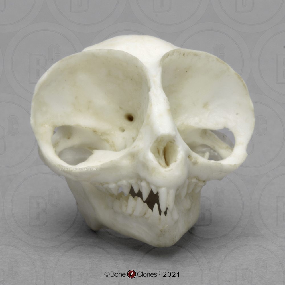 <p>what kind of skull is dis?</p>