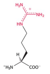 <p>positively charged at physical pH</p>