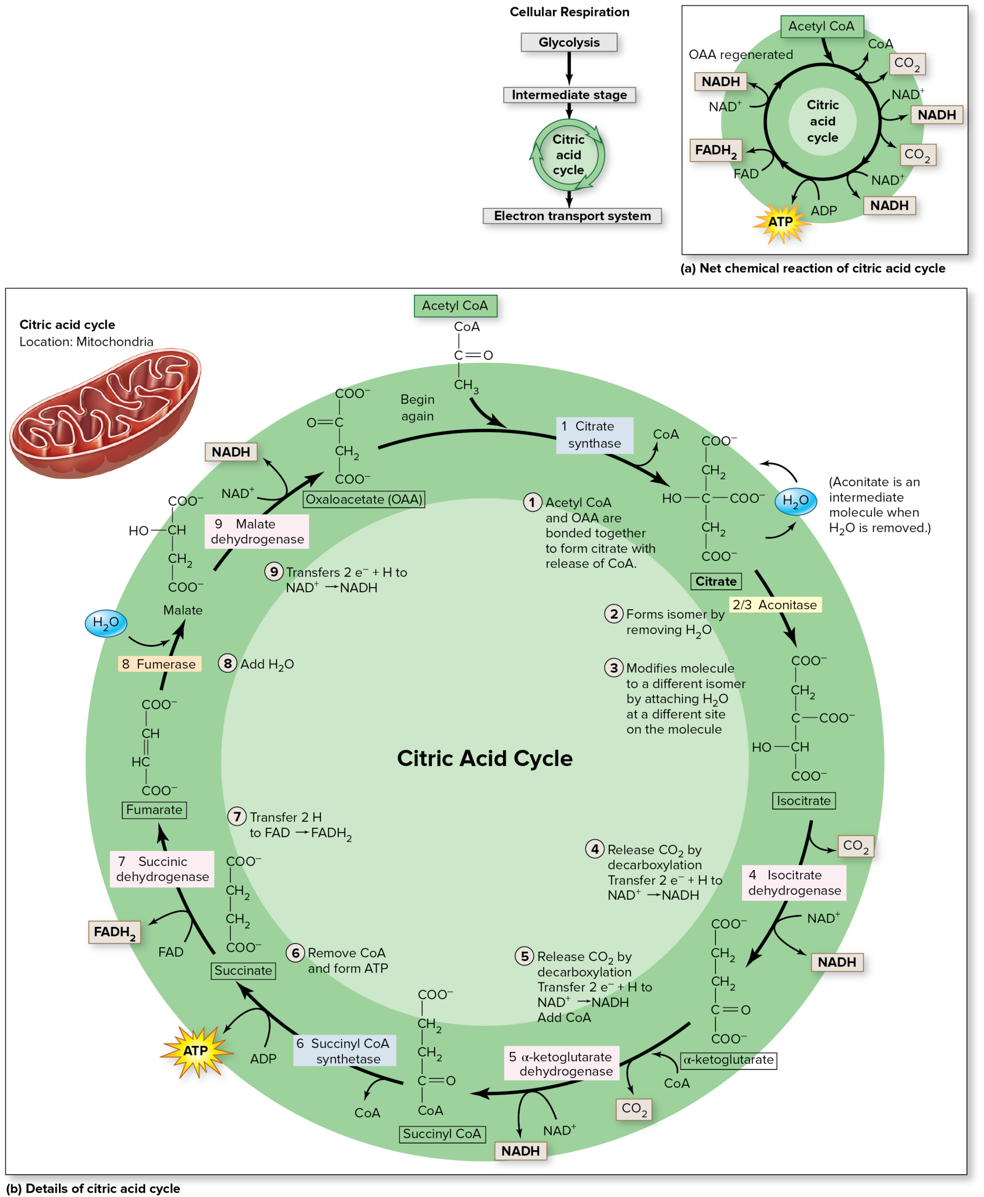 <ul><li><p><strong>aerobic </strong>process (requires oxygen)</p><ul><li><p>without it pathway is inhibited</p></li></ul></li></ul><ul><li><p>occurs in mitochondria <strong>(matrix)</strong></p></li><li><p><strong>substrate: Acetyl CoA </strong>(2 from each glucose)</p><ul><li><p>oxidizes acetyl-CoA to harvest high-energy electrons</p></li></ul></li><li><p>cyclic <strong>metabolic </strong>pathway</p></li><li><p><strong>9 enzymes</strong> in the mitochondrial matrix</p></li><li><p><strong>Acetyl CoA (initial substrate)</strong>→ <strong>2 CO2</strong></p><ul><li><p>CoA released</p></li></ul></li><li><p>conversion of malic acid to oxaloacetic aid</p><ul><li><p>oxaloacetic acid invollved in 1st step & regenerated in last step</p></li></ul></li><li><p>conversion of citric acid to isocitric acid</p></li></ul><ul><li><p>by the end of this all 6 carbon atoms originally present in one glucose molecule are fully oxidized and liberated as 6 CO2 molecules</p></li></ul><p></p><p>Product</p><ul><li><p>1 cycle = 2 CO2 (per acetyl CoA)</p></li><li><p><strong>2 cycle = 4 CO2</strong></p></li></ul><p>Net product</p><ul><li><p>1 cycle = 1 ATP, 3 NADH, 1 FADH2 (per acetyl CoA)</p></li><li><p><strong>2 cycles = 2 ATP, 6 NADH, 2 FADH2</strong></p></li></ul><p></p>
