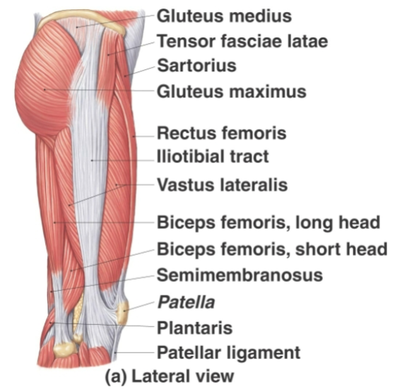 <p>Hip abductors</p>