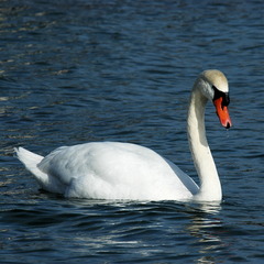 <p>my boat</p><p>Went heaving through the Water like a swan</p>