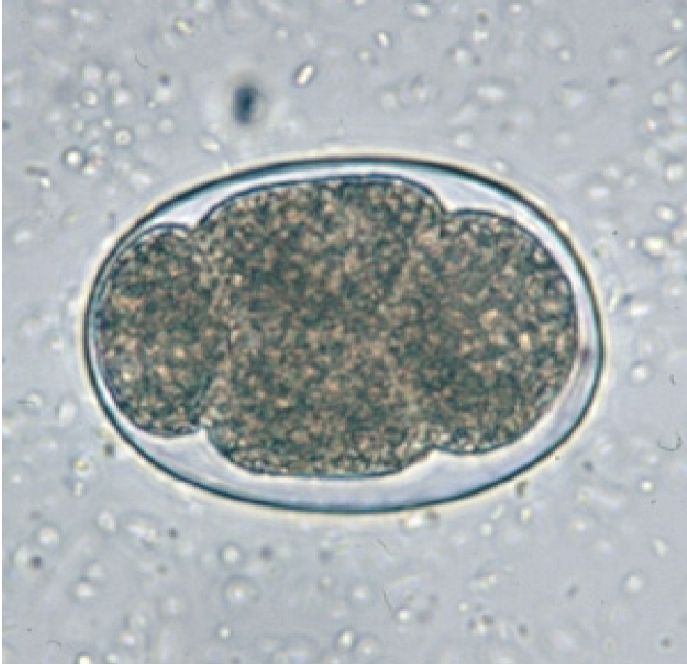 <p>-Egg</p><ul><li><p>Necatur and Ancylostoma eggs are indistinguishable</p></li><li><p>“Steak on a plate”</p></li></ul><p></p>