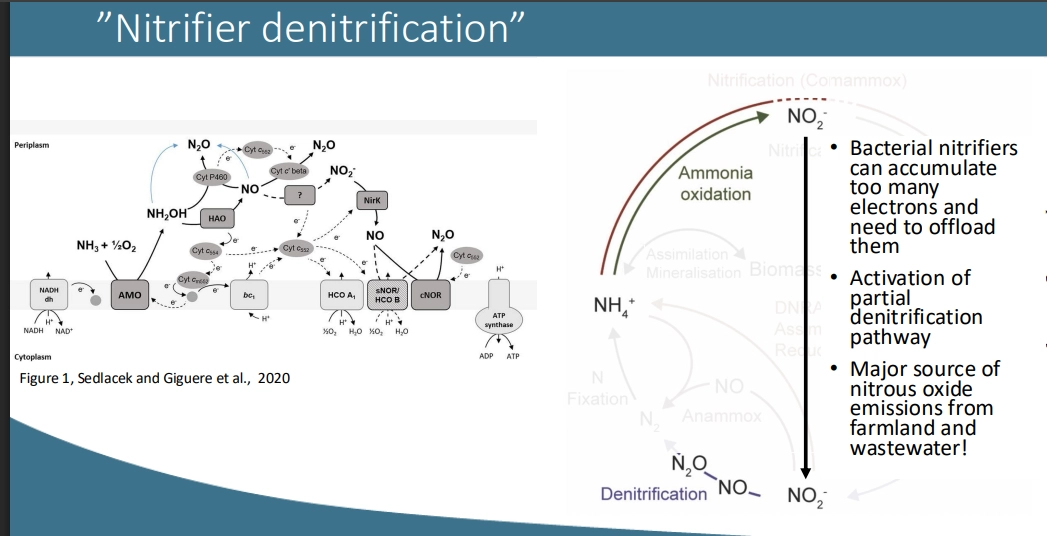 <ul><li><p>Nitrifiers (Oxidising NH4+) Denitification (Reducing NO2-) - a combination of these two pathways </p></li><li><p>so this is the converstion of Ammonium NH4+ => Nitrite NO2- => then we have a shortcut pathway to convert it to Nitrous Oxide N2O via NO conversion</p></li><li><p>so is partial denitirifcation </p></li></ul><p>(when does this occur)</p><ul><li><p>with Nitrite NO2- and low O2 conc, it will carry out this partial denitification to form N2O Nitrous Oxide, which will diffuse out of the system</p></li><li><p>this is due to using NO2- as a terminal e acceptor, so it is reduced to for N2O which is not needed anymore then diffuses out</p></li><li><p>Is also a way to offload extra accumulated electrons </p></li></ul><p>(conseqeunces)</p><ul><li><p>major source of N2O emissions from farmland &amp; wastewater - as without O2 (eg lots of rain), NH4+ is not used, it is put back as a greenhouse gas</p></li></ul><p>(who?)</p><ul><li><p>Bacteria Nitrifiers (Oxidisers of NH4+ Ammonium)</p></li></ul><p></p>