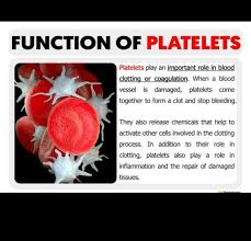<p>Main function of platelets</p>