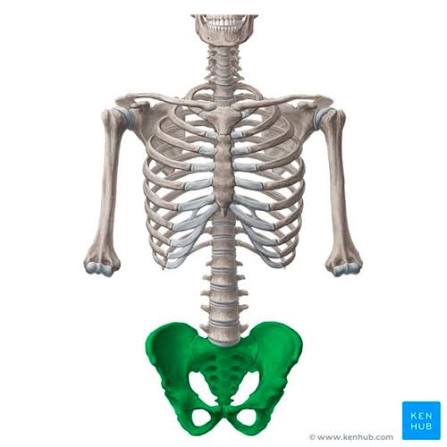 <p>A basin-shaped ring of bones located at the base of the spine that connects the upper body trunk to the lower limbs</p>
