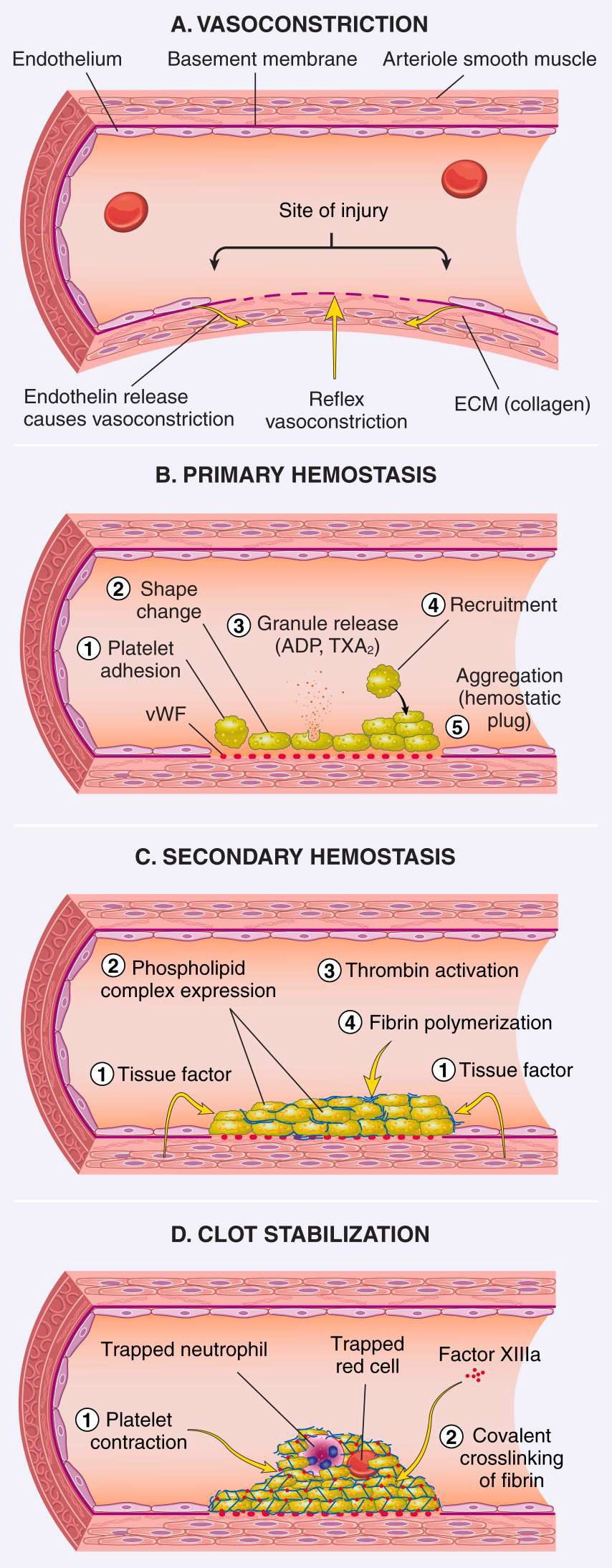 <ol><li><p>arteriolar vasoconstriction</p></li><li><p>primary hemostasis (platelet plug)</p></li><li><p>secondary hemostasis (fibrin deposition)</p></li><li><p>clot stabilization and resorption</p></li></ol><p></p>