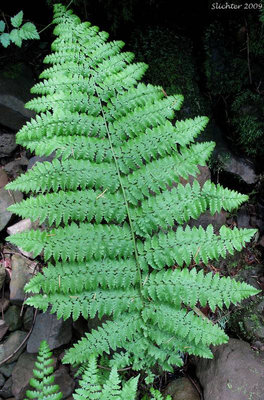 <p>Lady fern</p>