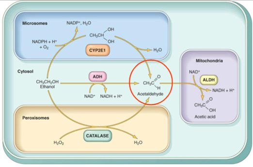 <p>1. Stap 1: Ethanol wordt Acetaldehyde</p><p>Er zijn drie verschillende "fabriekjes" (routes) in de cel die ethanol omzetten in het beruchte <strong>Acetaldehyde</strong>.</p><ul><li><p><strong>De Hoofdroute (Cytosol):</strong> Het enzym <strong>ADH</strong> (Alcohol Dehydrogenase) doet het meeste werk. Dit gebeurt gewoon in het celvocht.</p></li><li><p><strong>De 'Heavy Drinker' route (Microsomen):</strong> Het enzym <strong>CYP2E1</strong> (onderdeel van het P450-systeem) wordt vooral actief als je veel en vaak drinkt. Dit systeem kan "geïnduceerd" worden (het wordt groter naarmate je meer traint).</p></li><li><p><strong>De Bijroute (Peroxisomen):</strong> Het enzym <strong>Catalase</strong> speelt een hele kleine rol, maar helpt ook een handje mee.</p></li></ul><div data-type="horizontalRule"><hr></div><p>2. De Rode Cirkel: Acetaldehyde </p><p>Dit is het belangrijkste deel van het plaatje. Acetaldehyde is de <strong>toxische metaboliet</strong>.</p><ul><li><p><strong>Waarom is dit rood omcirkeld?</strong> Omdat dit de boosdoener is. Acetaldehyde is vele malen giftiger dan alcohol zelf.</p></li><li><p><strong>Wat doet het?</strong> Het veroorzaakt de symptomen van een kater (hoofdpijn, misselijkheid), maar het is ook <strong>mutageen</strong> en <strong>carcinogeen</strong>. Het bindt zich aan eiwitten en DNA, wat op lange termijn kan leiden tot leverschade (cirrose) en kanker.</p></li></ul><div data-type="horizontalRule"><hr></div><p>3. Stap 2: Acetaldehyde wordt Azijnzuur</p><p>Gelukkig blijft dat giftige acetaldehyde niet lang in je lichaam (tenzij je sneller drinkt dan je lever kan verwerken).</p><ul><li><p><strong>Locatie:</strong> Mitochondriën (de energiefabriekjes van de cel).</p></li><li><p><strong>Enzym:</strong> <strong>ALDH</strong> (Aldehyde Dehydrogenase).</p></li><li><p><strong>Resultaat:</strong> Het zet het giftige acetaldehyde om in <strong>Acetic acid</strong> (Azijnzuur). Azijnzuur is onschadelijk en wordt door je lichaam uiteindelijk omgezet in en water, of gebruikt als energie.</p></li></ul><p></p>