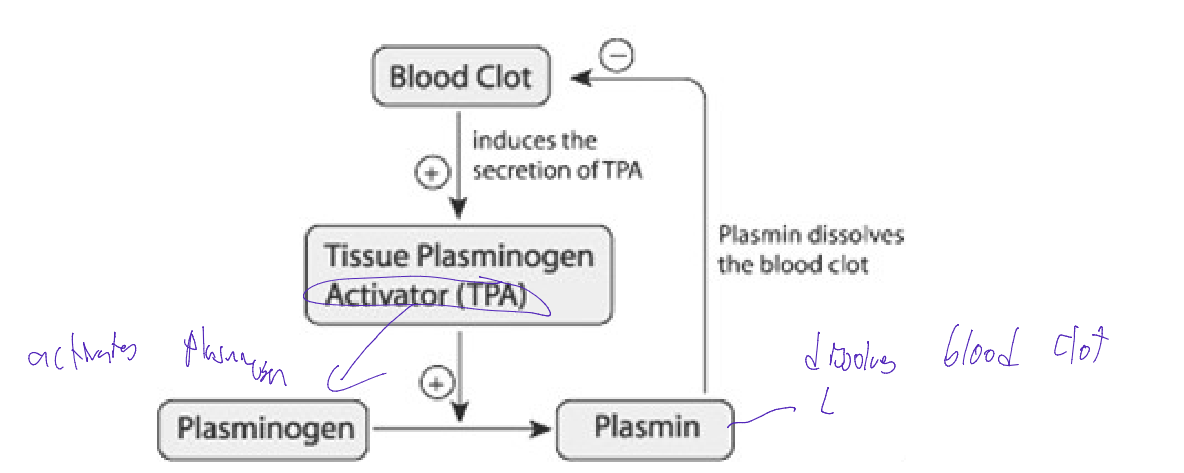 <ul><li><p>Breakdown of fibrin after tissue is repaired</p></li><li><p>Initiated by the conversion of plasminogen to plasmin</p><ul><li><p>based on negative feedback loop</p></li></ul></li></ul><p></p><ul><li><p>Blood clots activate Tissue plasminogen activator (TPA),</p><ul><li><p>this increases Plaminogens conversion into Plasmin</p></li><li><p>PLASMIN Dissolves blood clot</p></li></ul></li><li><p>This more blood clot means increase activation of plasmin</p></li></ul><p></p>