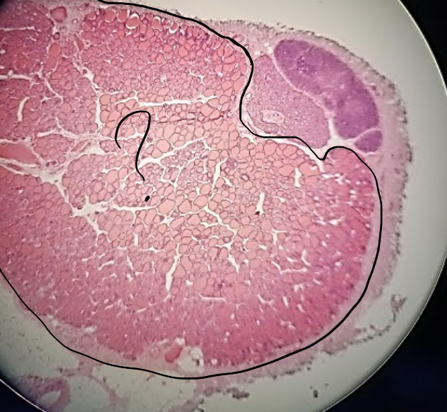 <p>what is outlined?</p>