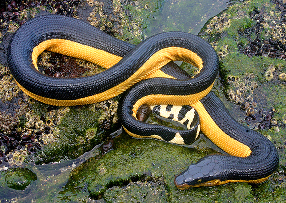 <p>Alethinophidia, Colubroidea, Elapidae<br>Hydrophis platurus<br>Yellow bellied sea snake</p>