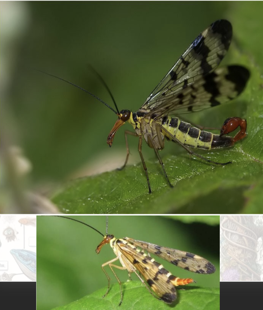 <p>Latin, magyar, védett?</p>