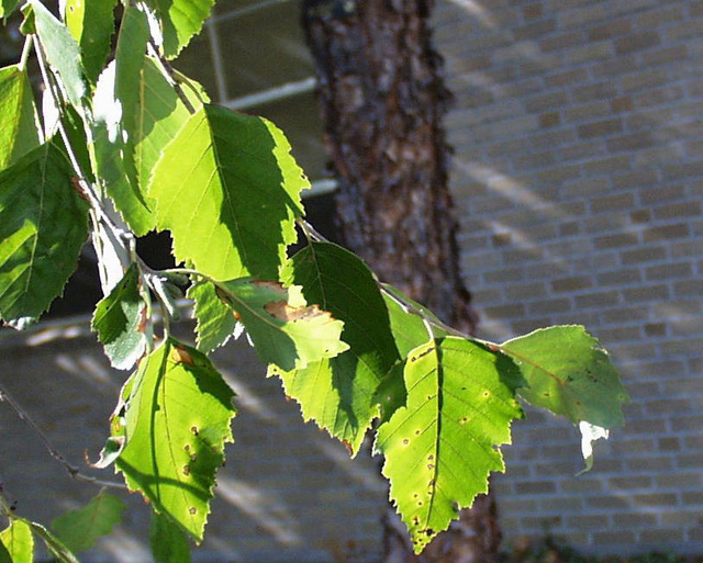 <p>scientific name</p>