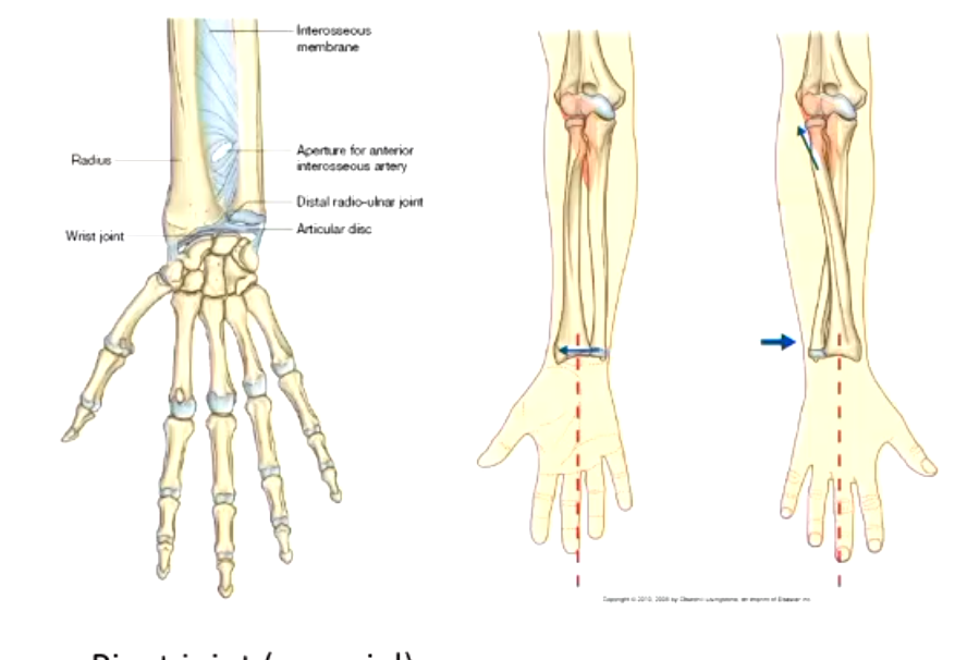 <ul><li><p>ulnar head —> ulnar notch on the radius</p></li></ul><p></p>