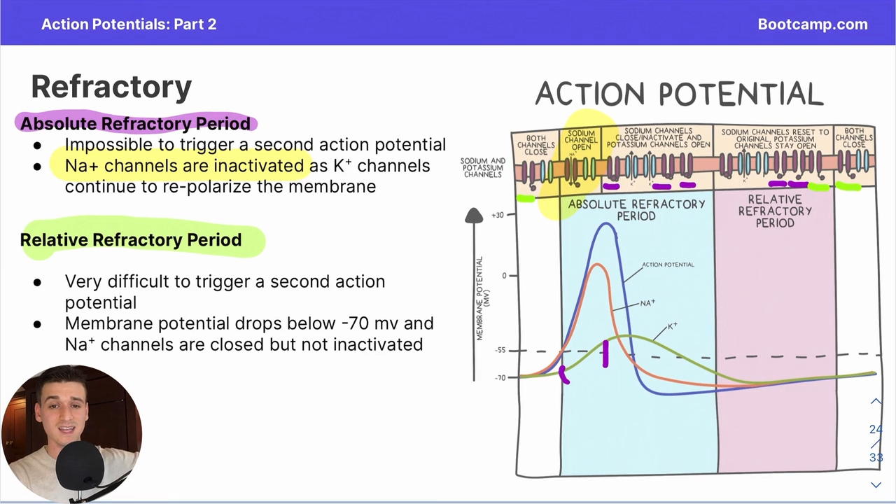 <p></p><p>DURING HYPERPOLARIZATION</p><p>Very difficult to trigger a second action potential , in which Na+ channels are closed but not inactivated </p>
