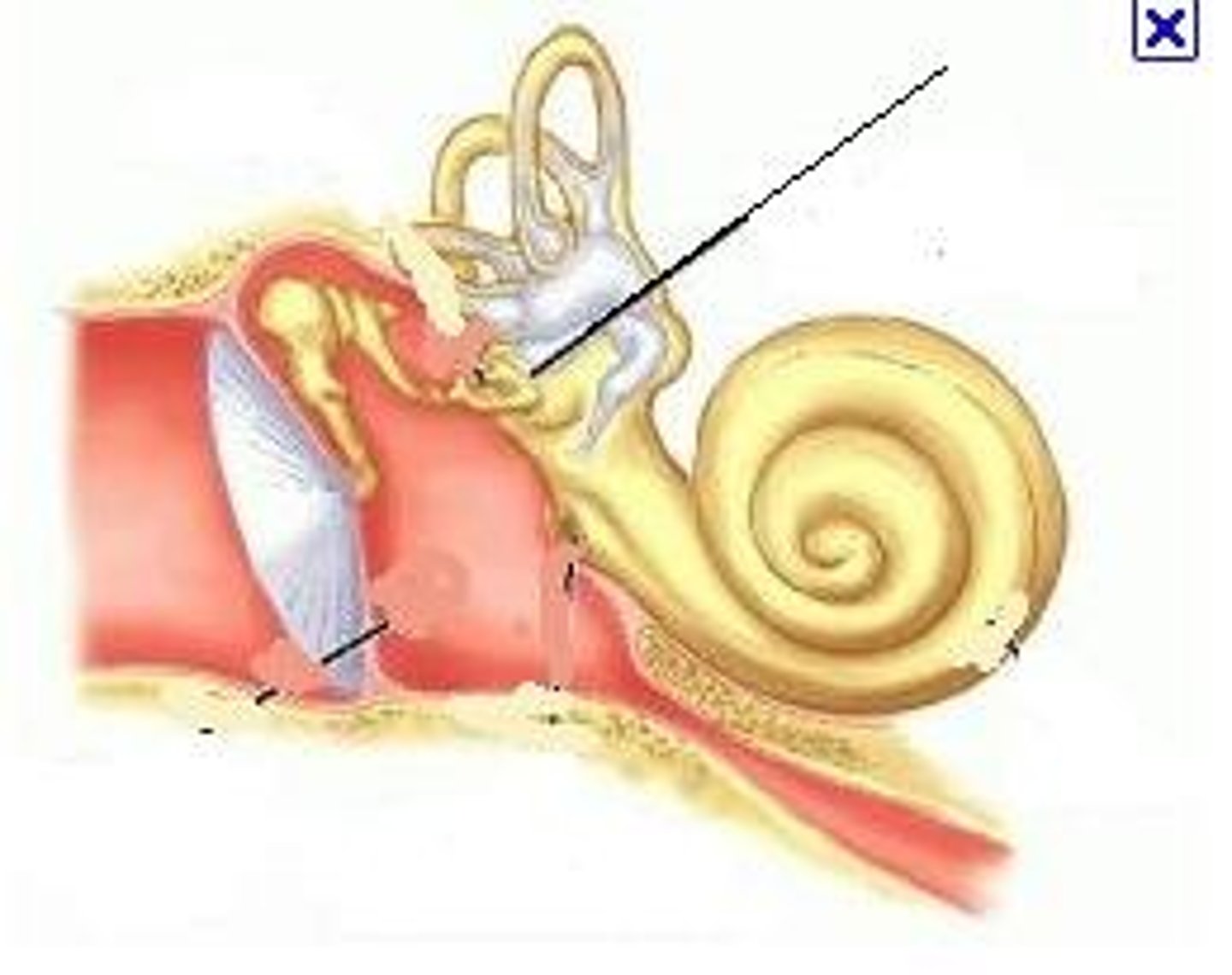 <p>middle ear</p><p>Boundary between air filled middle ear and fluid filled inner ear.</p>