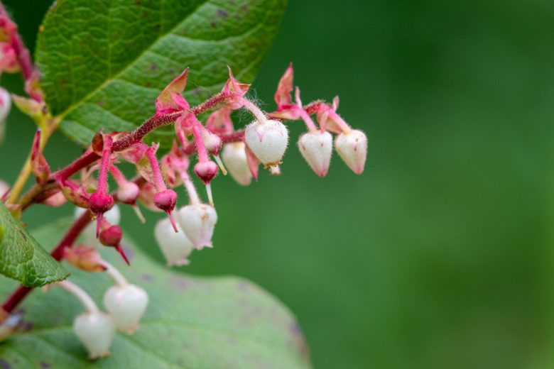 <p>Salal</p>
