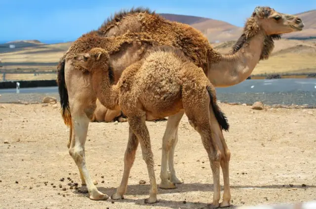 <p>نَاقَة (naaqa)</p><p>نُوق\نِيَاق\نَاقَات (nūq/niyāq/nāqāt) ج</p>