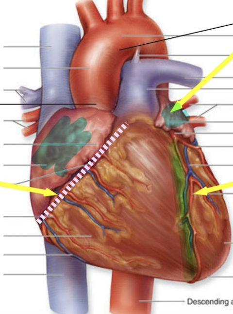<p>Label the Auricle, Coronary sulcus, Anterior interventricular sulculus</p><p></p><p>Define them</p>