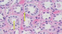 <p>Identify Tissue</p>